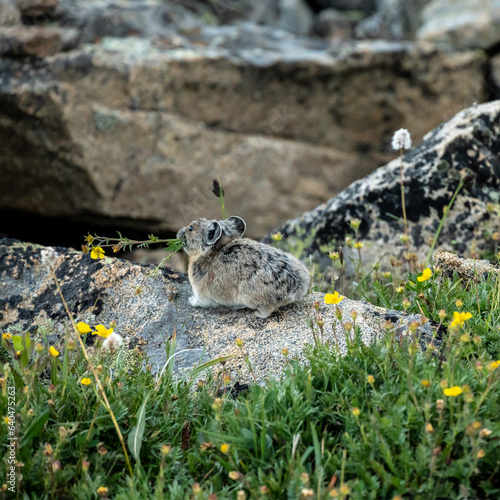 Pika Runs Away With Flower In Its Mouth