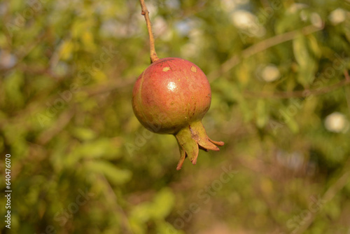 pomegranate fruit on tree