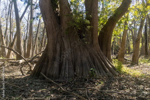 Huge wide span cypress tree in Louisiana.