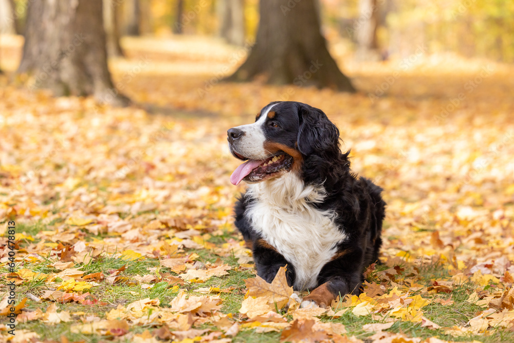 A Bernese Mountain Dog lying in a fall forest