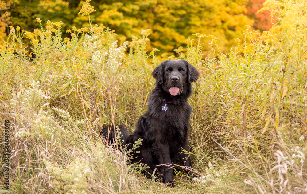 A black newfoundland dog sits in a field of autumn wildflowers A black newfoundland dog sits in a field of autumn wildflowers