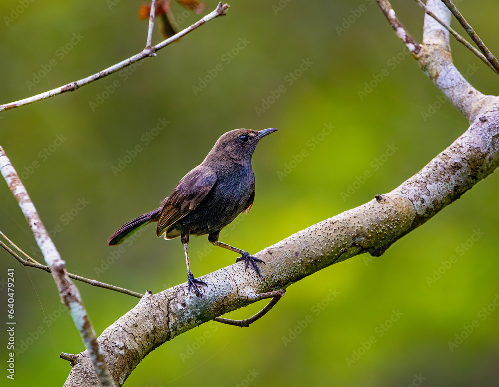 Indian robin Indian robin