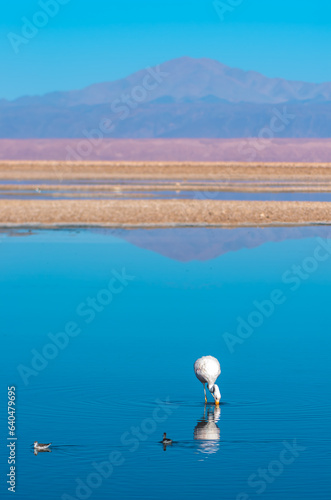 A flamingo and two Andean avocet in a lagoon in the Atacama desert in Chile