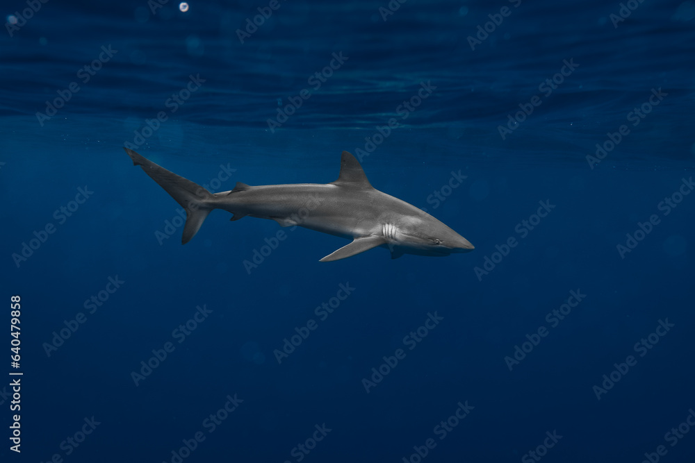 Obraz premium Stunning underwater capture of a shark gracefully navigating the deep blue ocean, showcasing nature's powerful elegance