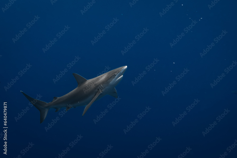 Fototapeta premium Stunning underwater capture of a shark gracefully navigating the deep blue ocean, showcasing nature's powerful elegance