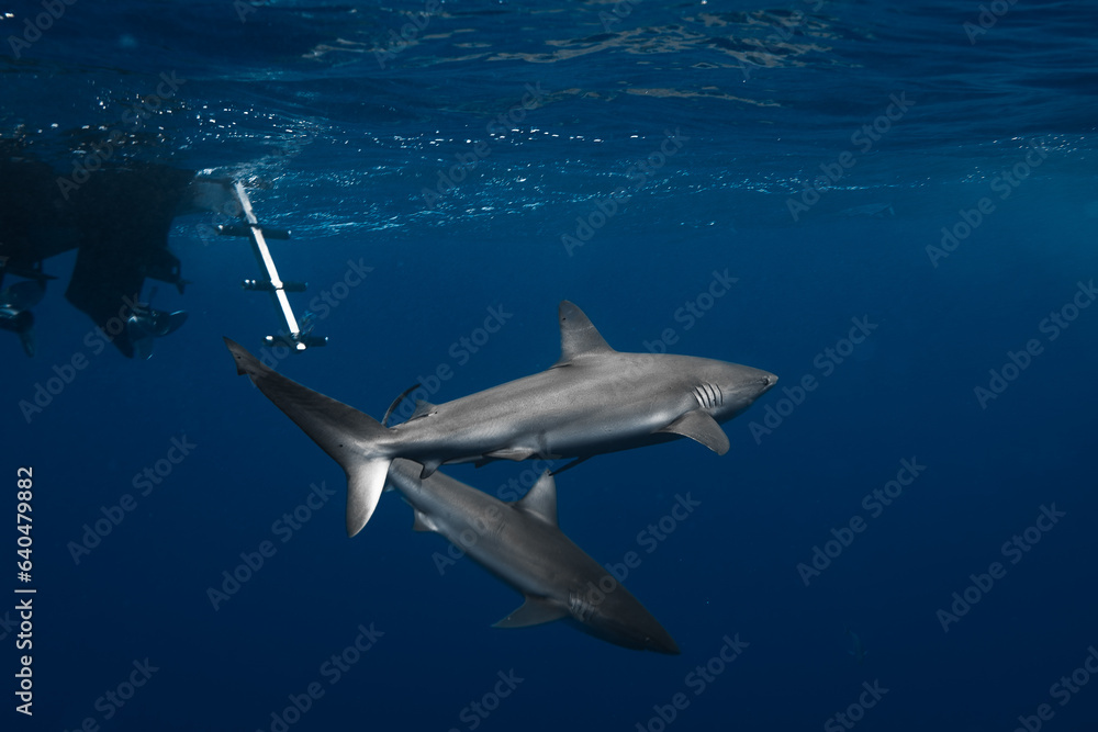 Fototapeta premium Stunning underwater capture of a shark gracefully navigating the deep blue ocean, showcasing nature's powerful elegance