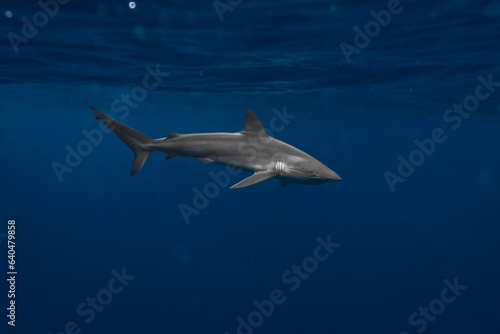 Stunning underwater capture of a shark gracefully navigating the deep blue ocean, showcasing nature's powerful elegance © Cássio