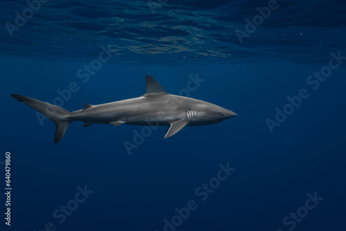 Stunning underwater capture of a shark gracefully navigating the deep blue ocean  showcasing nature s powerful elegance