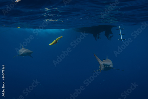 Stunning underwater capture of a shark gracefully navigating the deep blue ocean, showcasing nature's powerful elegance