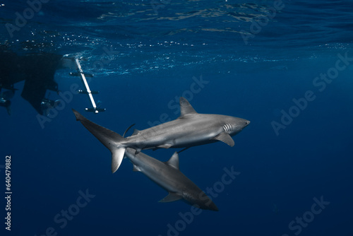 Stunning underwater capture of a shark gracefully navigating the deep blue ocean, showcasing nature's powerful elegance