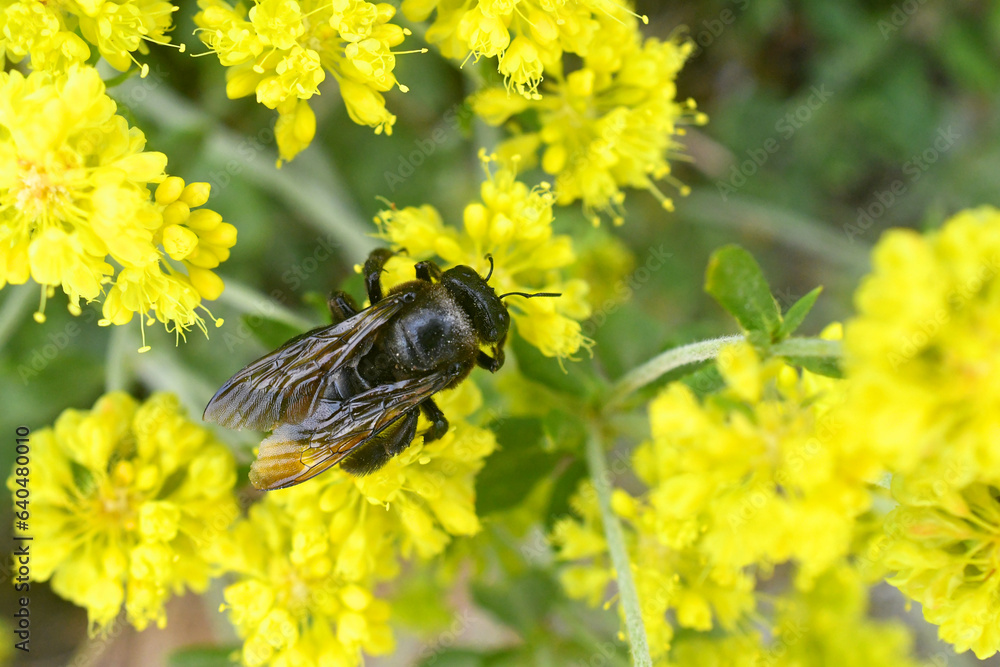 Crenulated wings of Carpenter bee on yellow peppergrass, Hells Kitchen Overlook, Highway 4, Calaveras County, California Crenulated wings of Carpenter bee on yellow peppergrass, Hells Kitchen Overlook, Highway 4, Calaveras County, California