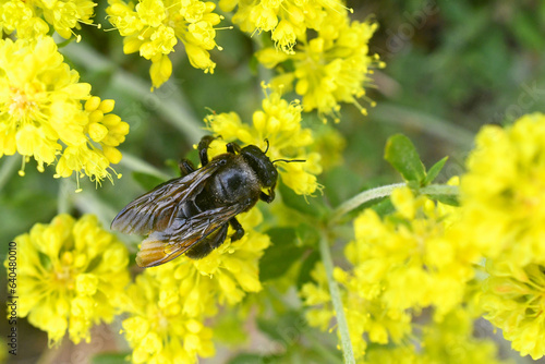 Crenulated wings of Carpenter bee on yellow peppergrass, Hells Kitchen Overlook, Calaveras County, California  photo