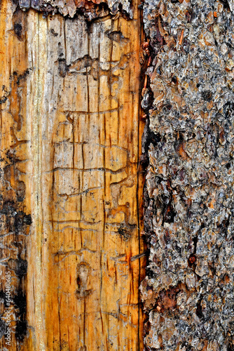 Bark beetle damage occurs directly under tree bark in cambial layer photo