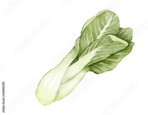 bok choy watercolor illustration isolated element