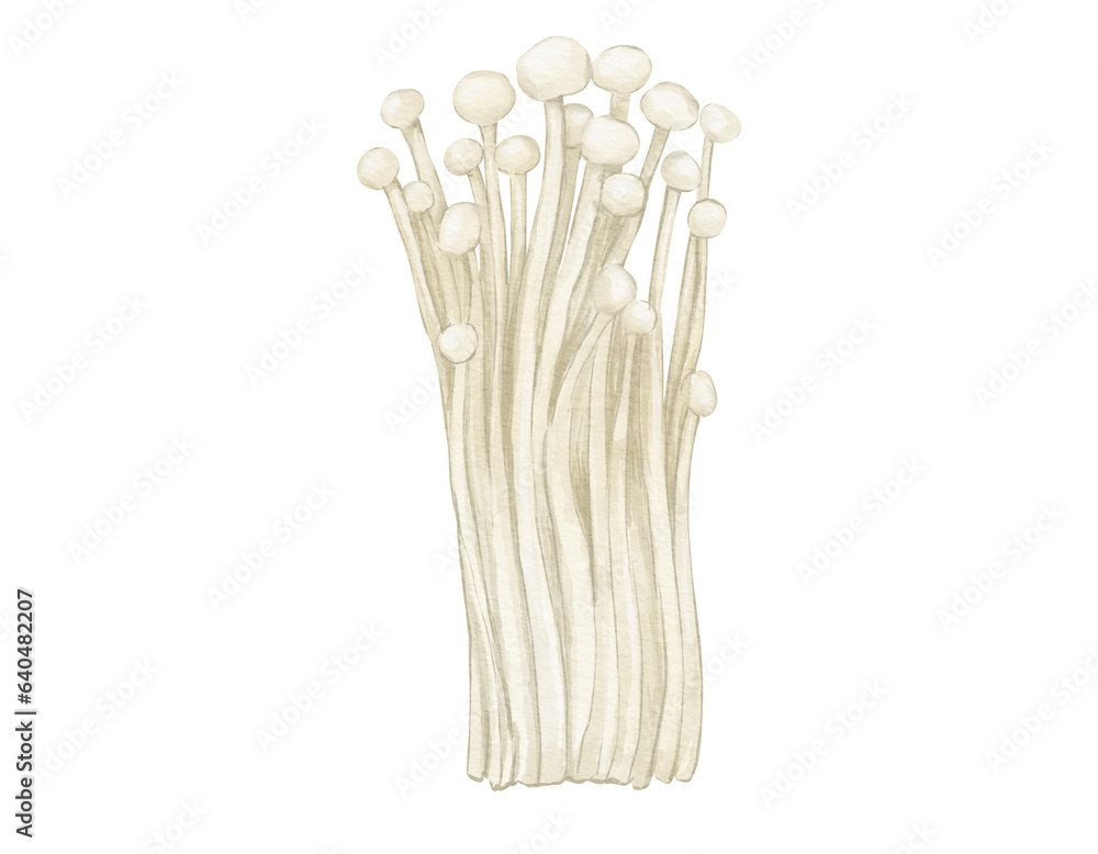 enoki mushrooms watercolor illustration isolated element enoki mushrooms watercolor illustration isolated element