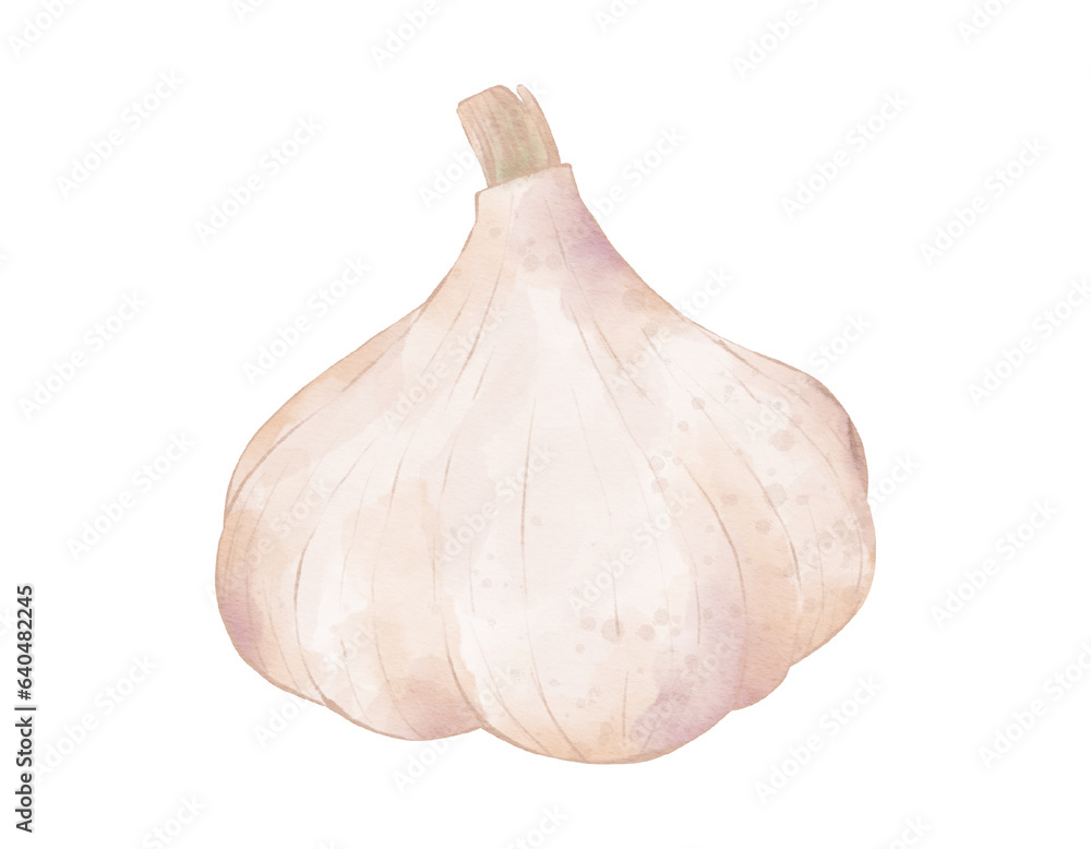 garlic watercolor illustration isolated element