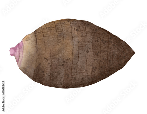 taro root watercolor illustration isolated element © meen_na