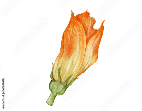 zucchini flower watercolor illustration isolated element