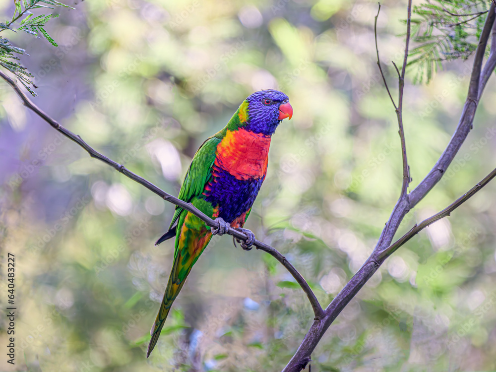 Naklejka premium Lorikeet On Wattle