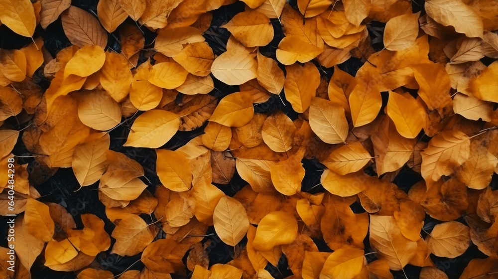 秋の背景、紅葉した黄色い葉のテクスチャー 秋の背景、紅葉した黄色い葉のテクスチャー