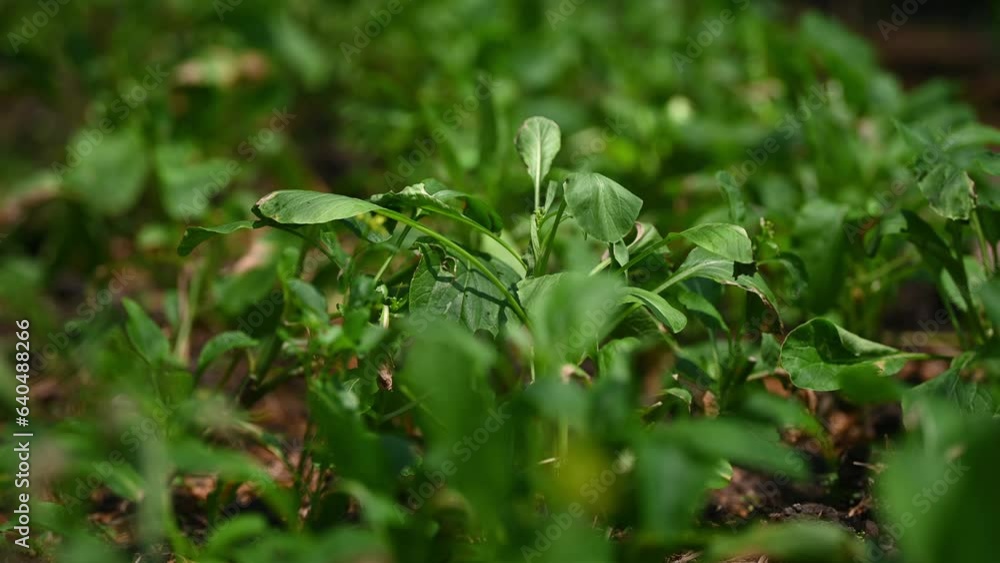 agriculture environmental protection. Agriculture or fresh vegetables farm. planet protect eco concept. agriculture environmental protection. Agriculture or fresh vegetables farm. planet protect eco concept.