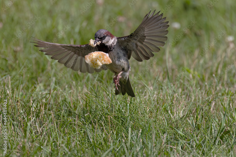 Obraz premium The House Sparrow (Passer domesticus) . Male carrying away a piece of bread.