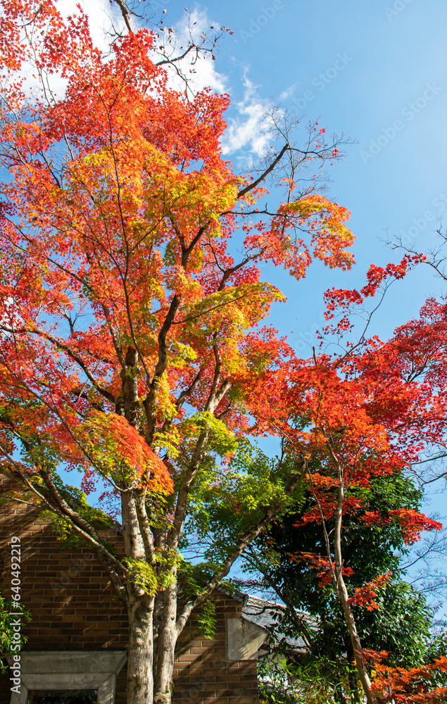 金鱗湖　湯布院｜湖の辺りを散策すると色鮮やかな紅葉に魅了されます
