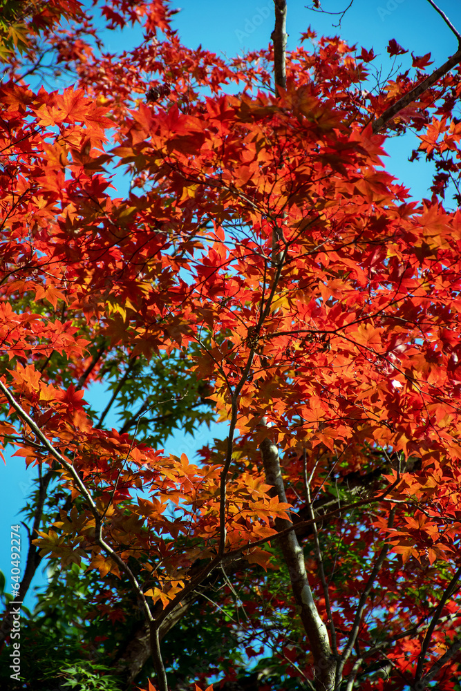 金鱗湖　湯布院｜湖の辺りを散策すると色鮮やかな紅葉に魅了されます
