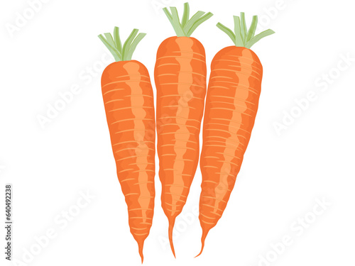 Daucus carota subsp on a white background.