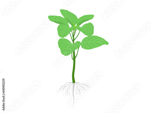 Amaranthus blitum subsp on a white background.