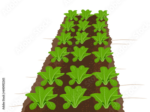 Green cos on a white background.
