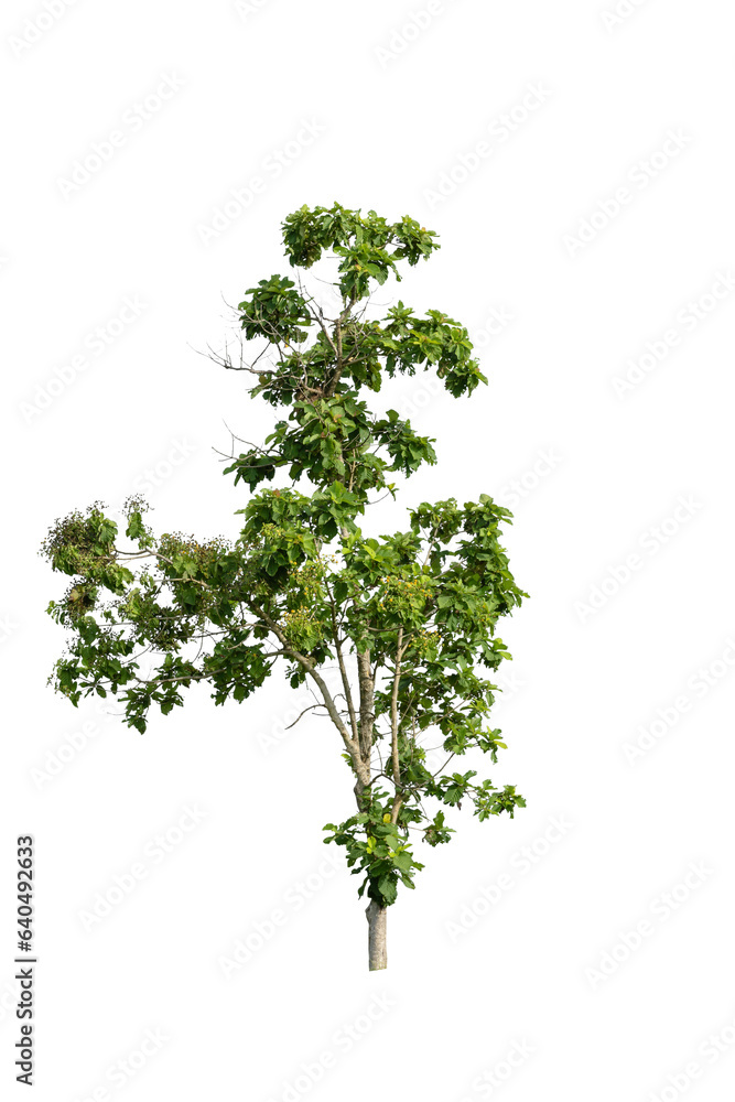 green tree isolated on white background. green tree isolated on white background.