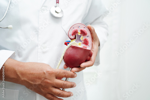 Chronic kidney disease, doctor holding model for treatment urinary system, urology, Estimated glomerular filtration rate eGFR.