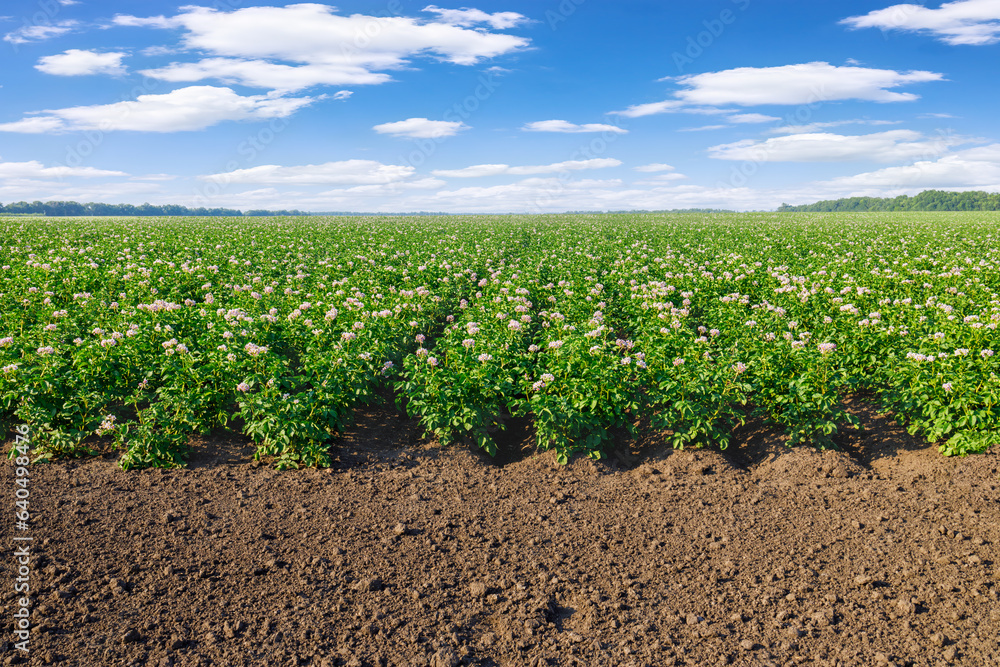 blooming potato field with pink flowers