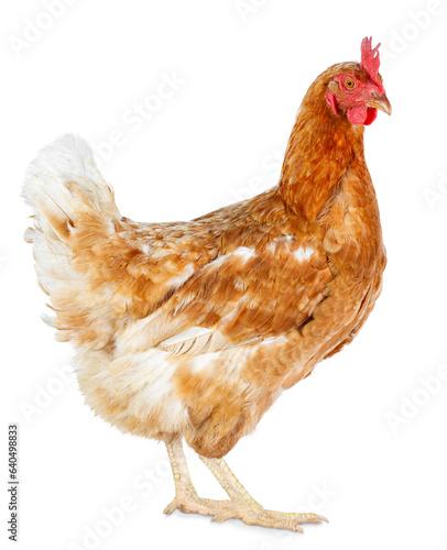 side view of standing red hen isolated on white