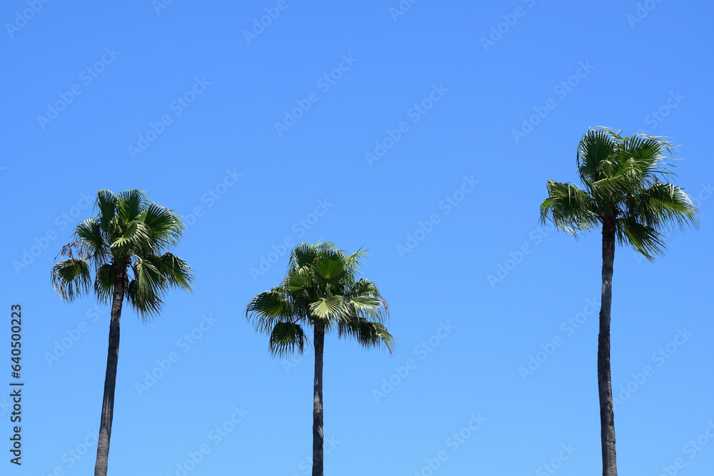 Obraz premium 青空とヤシの木
