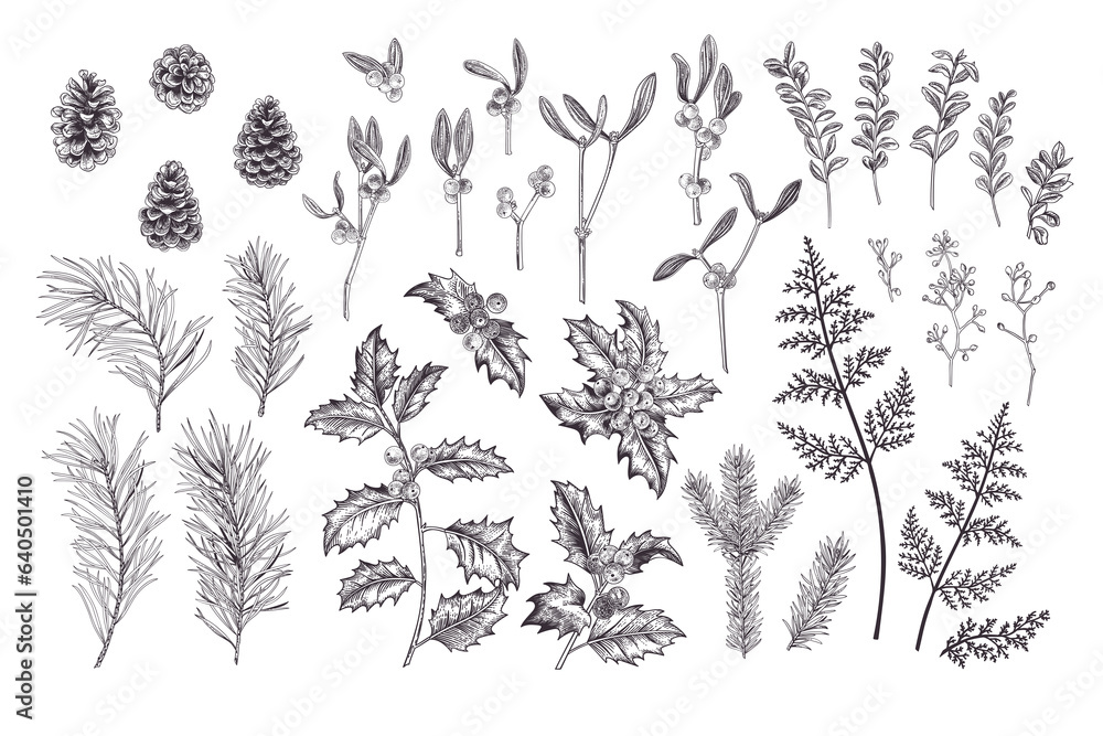 Plants set. Traditional Christmas flora.Vintage illustration. Spruce, pine, holly, fern. Engraiving style. Black. - obrazy, fototapety, plakaty 
