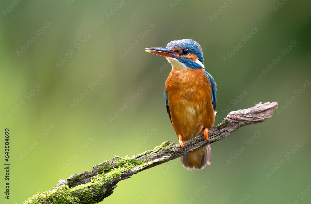 Fototapeta premium European Kingfisher ( Alcedo atthis ) close up