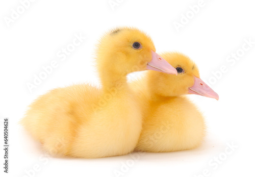 Two little cute duckling.