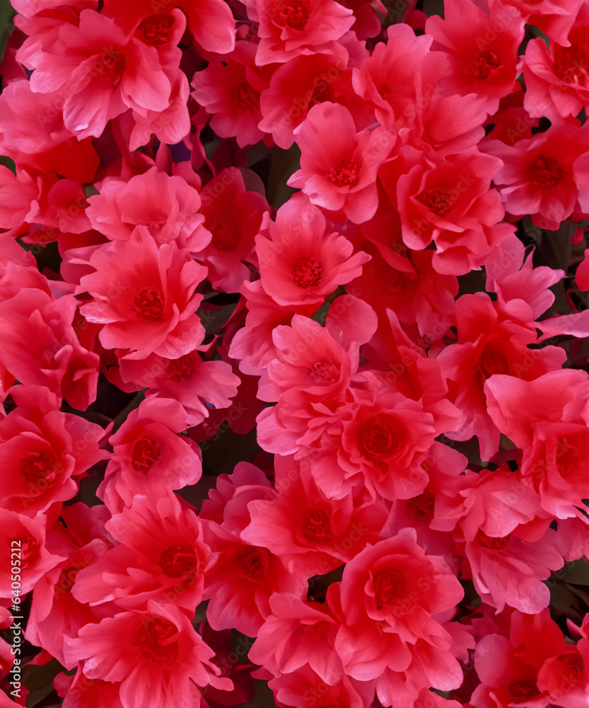 Red flowers decorative wallpaper background