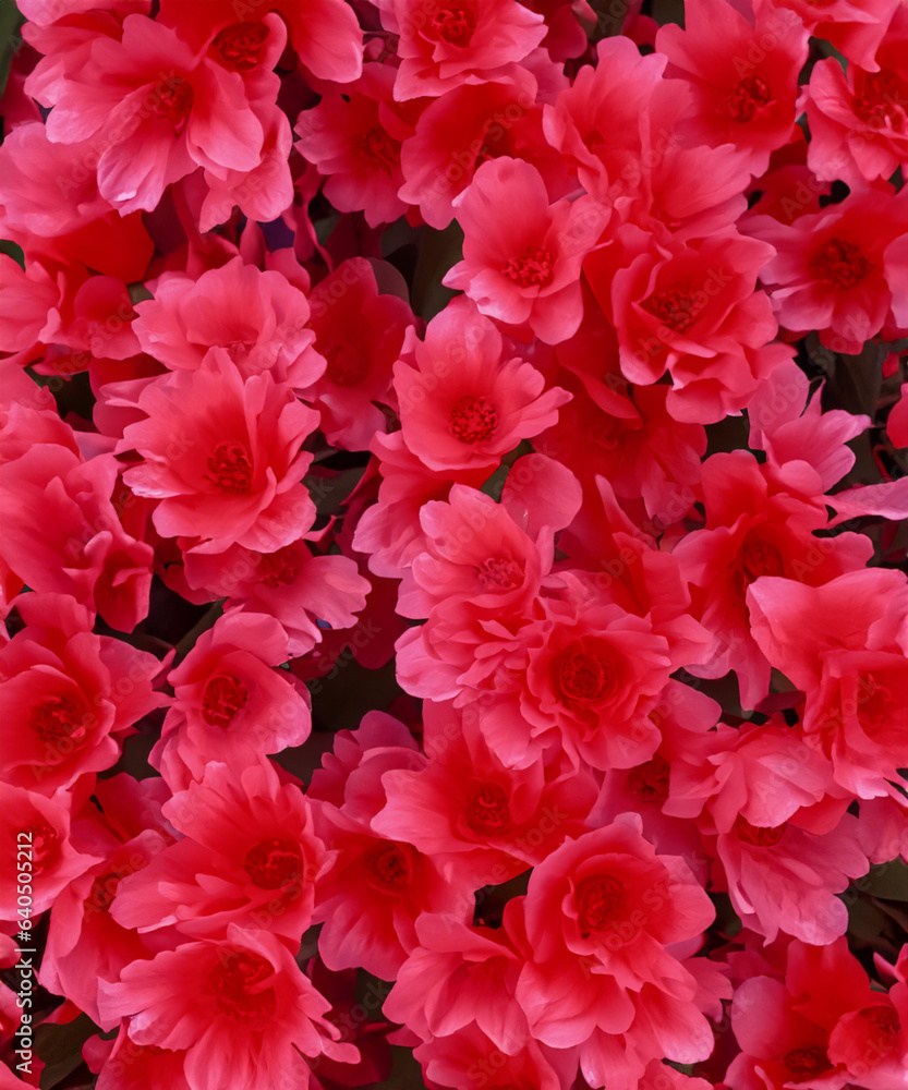 Red flowers decorative wallpaper background Red flowers decorative wallpaper background