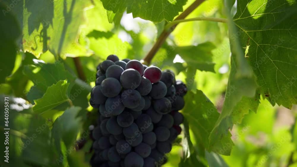 Hand-held close-up shot of a large bunch of purple grapes ready for harvesting Hand-held close-up shot of a large bunch of purple grapes ready for harvesting