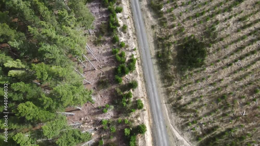 Drone aerial over the edge of a pine forest and dirt road for driving Drone aerial over the edge of a pine forest and dirt road for driving