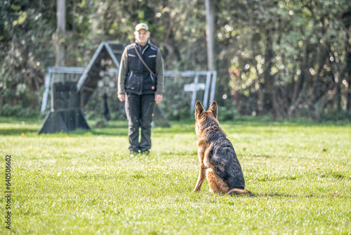 Beautiful german shepherd dog, smart and easy to train during training