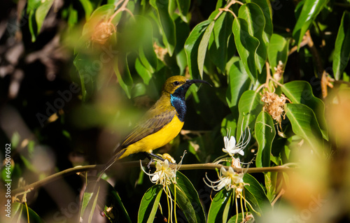 Olive Backed Sunbird male hidden in foliage photo