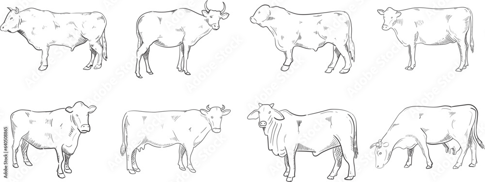 cow and calf line art
