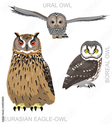 Cute Bird Owlet Eurasian Eagle-Owl Set Cartoon Vector