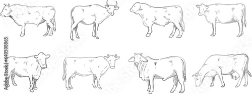 cow and calf line art