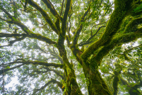 Fanal forest   old mystical tree in Madeira island  Unesco