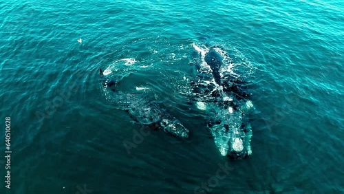 A mother Southern right whales and her baby are playing in the atlantic ocean from a drone in the peninsula valdes, Argentina.